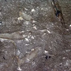 Icnita de terópodo Z1 5