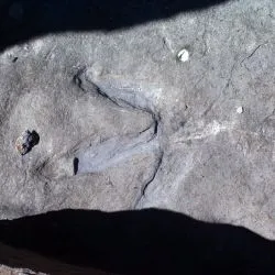 Icnita de terópodo Z1 7