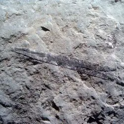 Fósil de Belemnite
