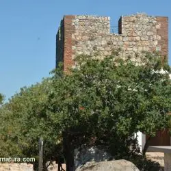 Castillo de Monfragüe VI