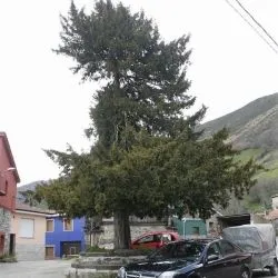 Llanos de Somerón 4