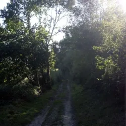 Área de matorrales IV 13