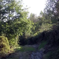 Área de matorrales 9
