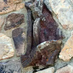 Restos de icnofósiles