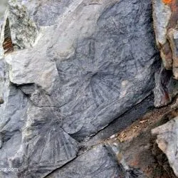 Estefaniense