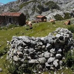 Majada