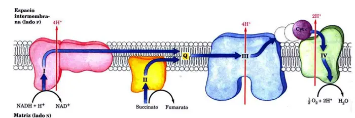La cadena de transporte de electrones