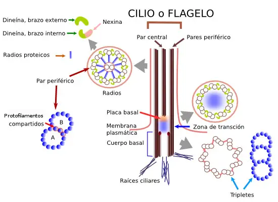 Estructura de los cilios y flagelos