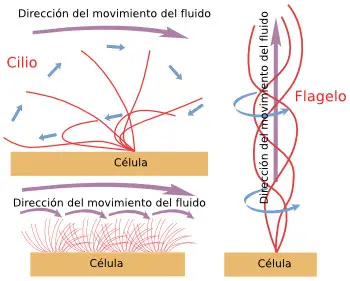 Estructura de los cilios y flagelos