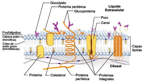 Estructura de la membrana plasmática