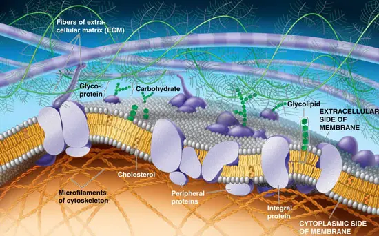Modelo de mosaico fluido de las membranas celulares