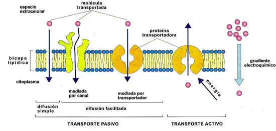 Esquema del transporte pasivo y activo a través de membrana