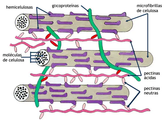 Esquema de la matriz y microfibrillas
