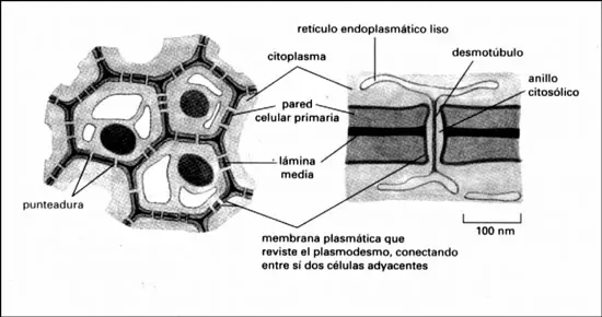 Esquema de la formación de la pared celular