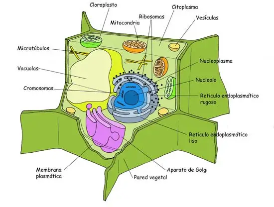 eucariota-vegetal