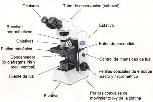 microscopio-optico