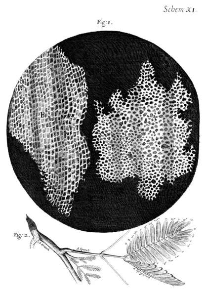 Lámina de corcho descrita en la Micrographia de Robert Hooke