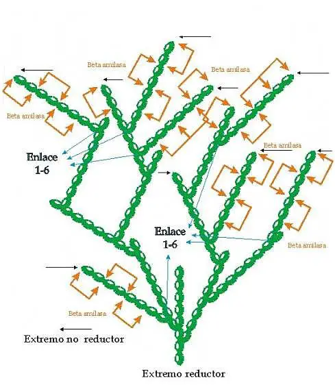 Estructura de la molécula de amilopectina