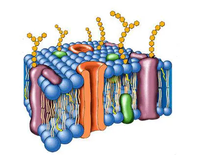 O que é bioquimica celular