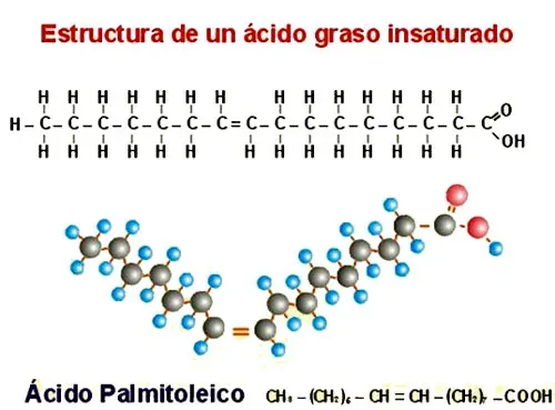 Ácido graso insaturado