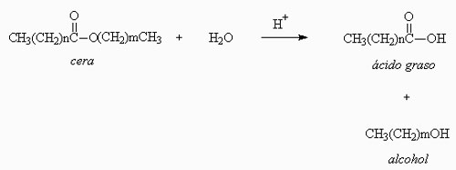 Hidrólisis de una cera