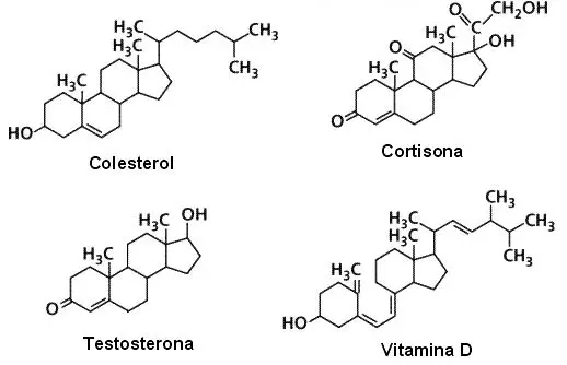 esteroides adrenales es esencial para su éxito. Lea esto para averiguar por qué