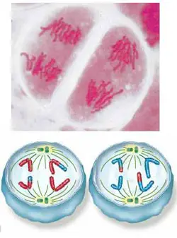 Anafase de la meiosis II