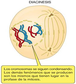 Diacinesis de la profase I de la meiosis