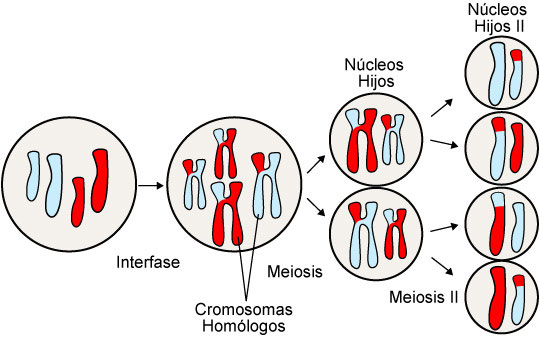 Esquema básico de la meiosis