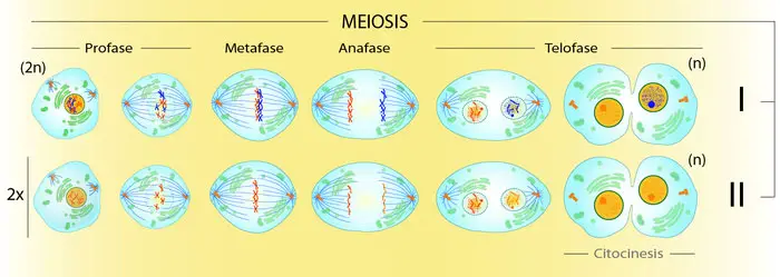 Fases de la Meiosis