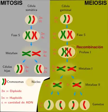Diferencias entre mitosis y meiosis