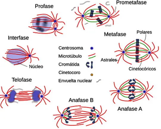 Fases de la mitosis