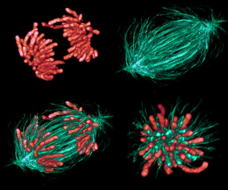 Fases de la Meiosis