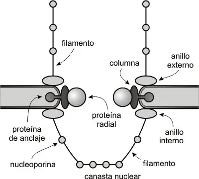 Esquema de un poro nuclear