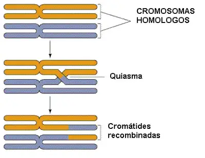 Telofase de la meiosis I