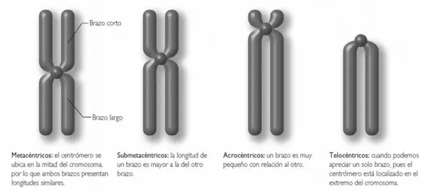 Tipos de cromosomas