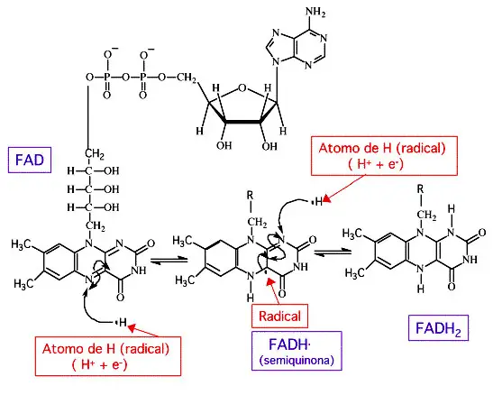 Estructura del FAD y formas oxidad, reducida e intermedia de la flavina
