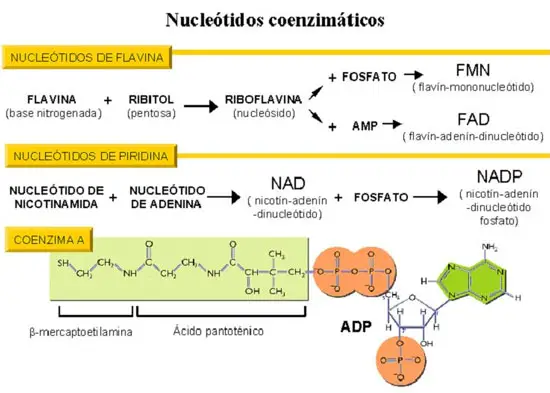 Coenzimas derivados<br/>de nucleótidos