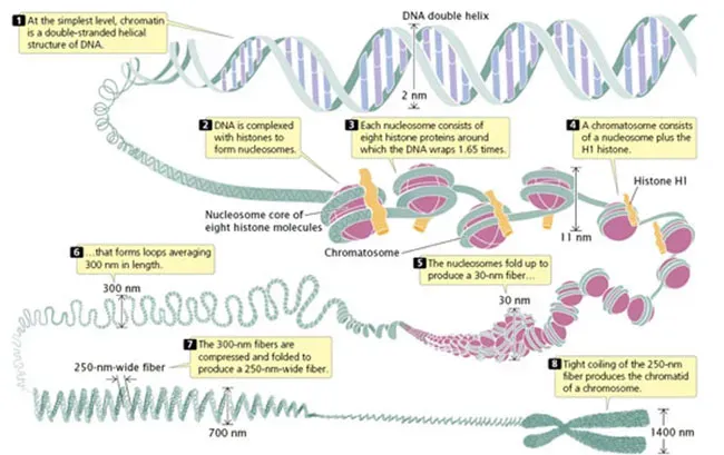 Doble hélice del DNA