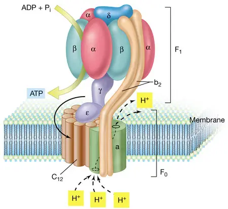 Esquema la ATP-sintetasa, situada en la membrana interna mitocondrial