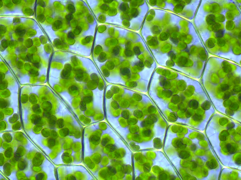 Cloroplastos en células vegetales