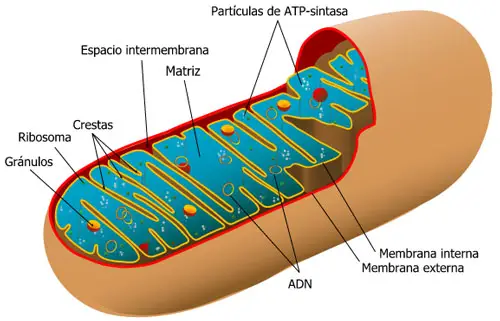 Esquema de una mitocondria