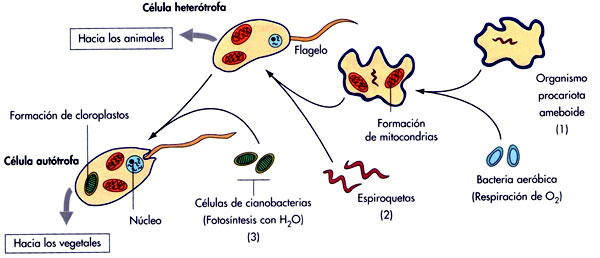 La teoría endosimbiótica