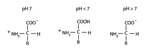Cargas eléctricas de un aminoácido en disolución