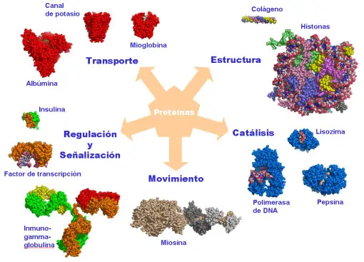 Importancia da bioquimica