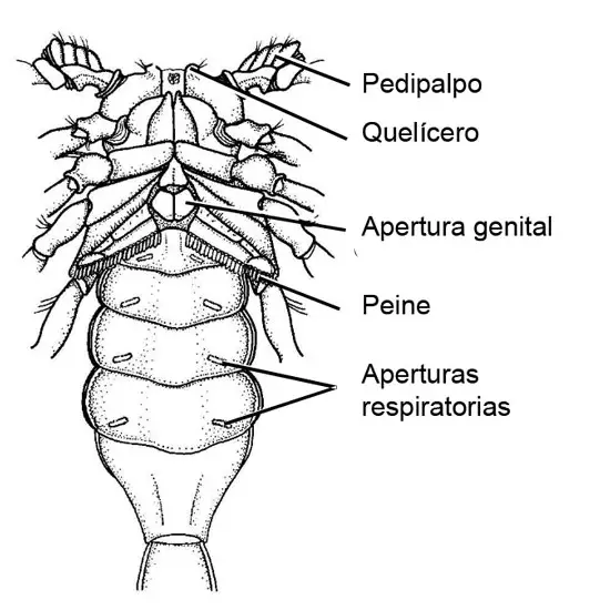 anatomia-externa-escorpion