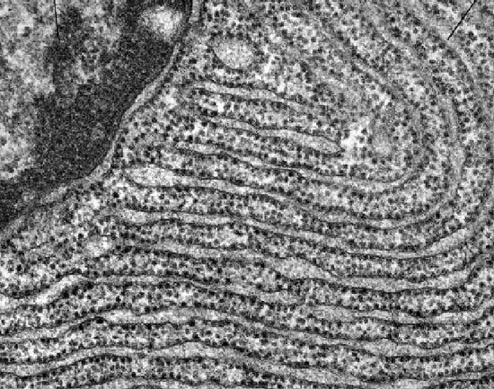 Retículo Endoplasmático Rugoso, como visto na microscopia.