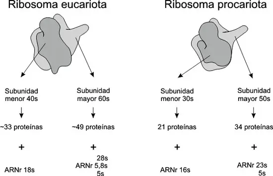 Diferencias entre un ribosoma eucariota y un ribosoma procariota