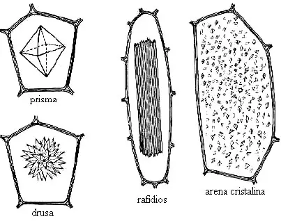 Diferentes tipos de cristales que pueden aparecer en una vacuola