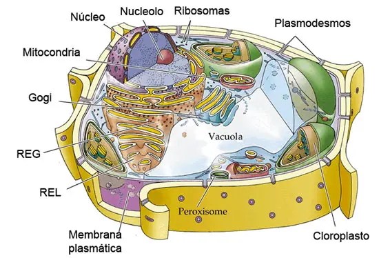 Esquema de una célula vegetal mostrando la vacuola